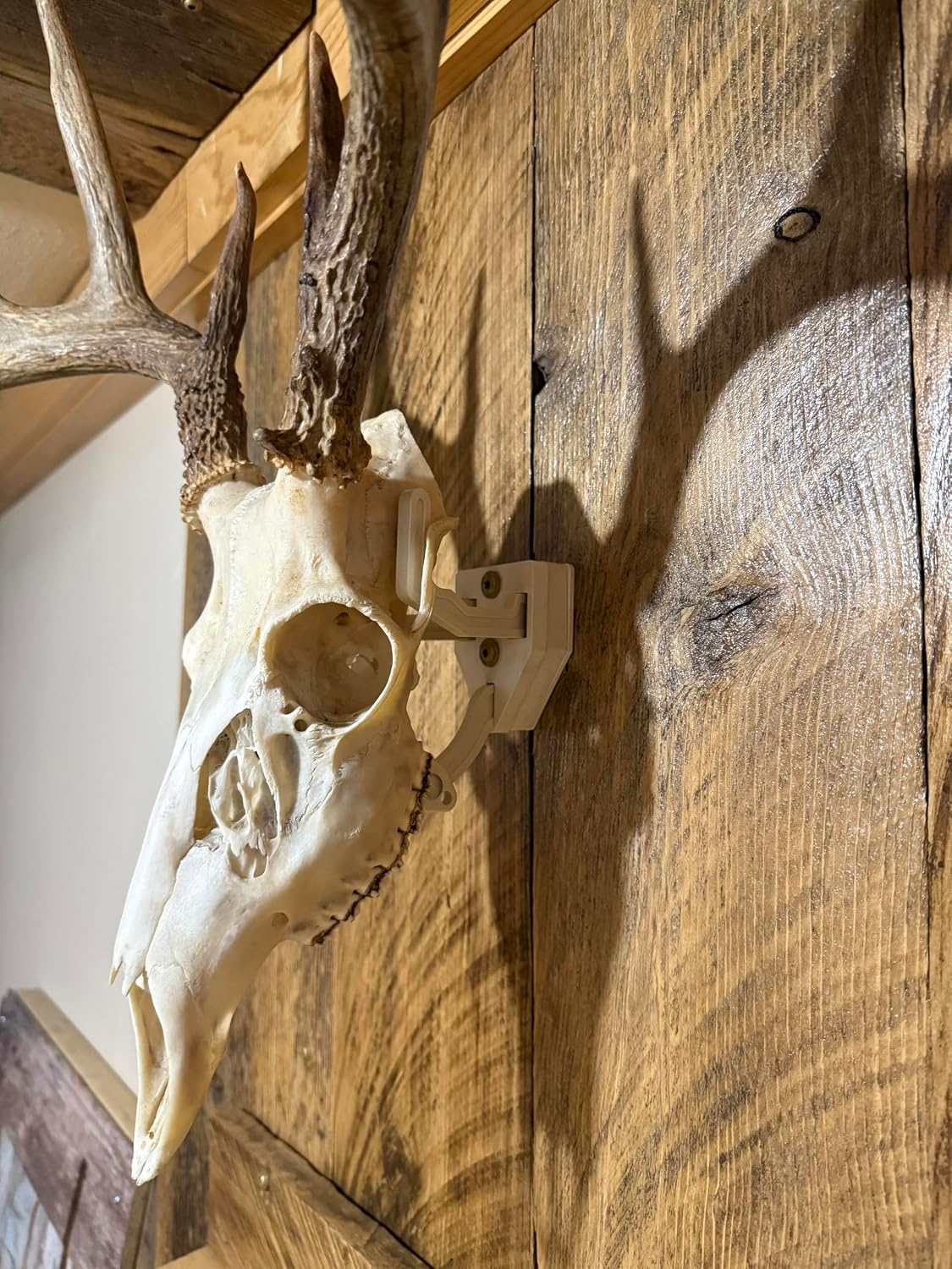 Top Rack Trophy Buck European Skull Mount Hanger, Bone